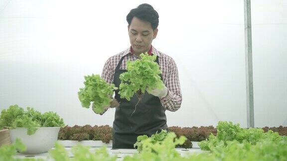 企业家在水培农场工作蔬菜在温室里生长