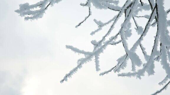 树枝在雪地里