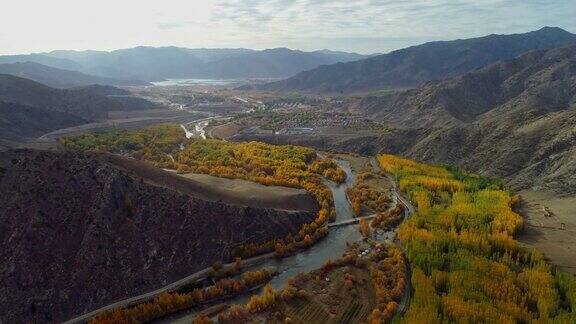 航拍秋日白桦林中国新疆风景