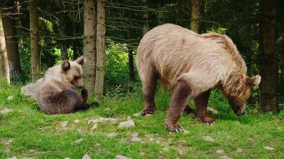 雌性棕熊和一只幼仔在森林前面的草坪上休息野外的生活野生动物