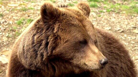 来自比利牛斯的棕熊