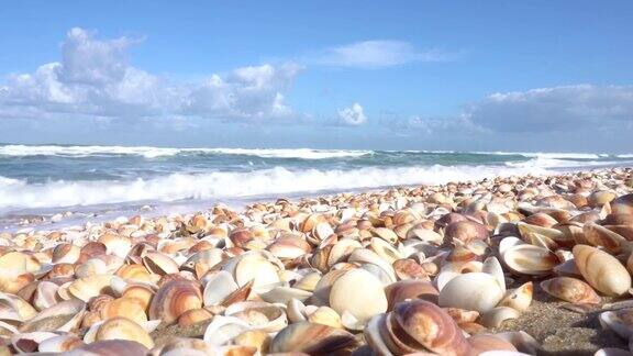 波浪卷着贝壳滚过海岸