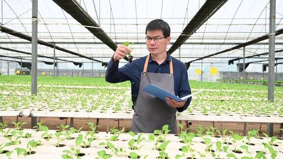 一位男性农民正在水培温室里检查幼苗