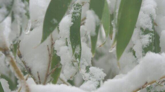 白雪覆盖的竹叶在微风中摇曳