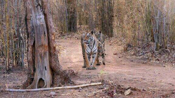 在印度中部森林里虎妈妈和她的小老虎