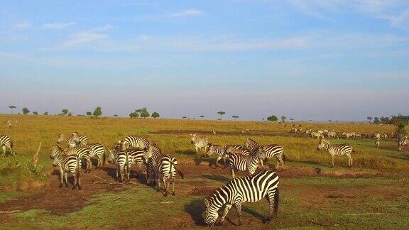 斑马和长颈鹿在非洲的大草原上吃草