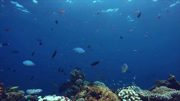 一个有许多色彩斑斓的鱼的活泼的珊瑚礁