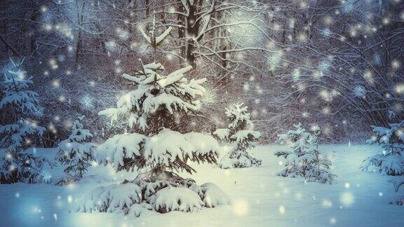 树云杉冷杉在魔法森林冬天与飘落的雪阳光天