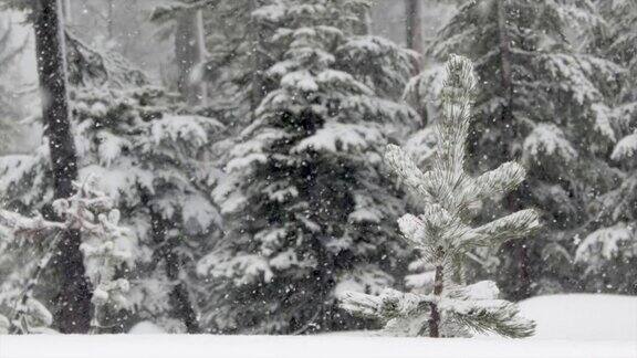 暴风雪森林