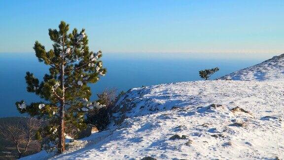 松树在雪山高原的边缘