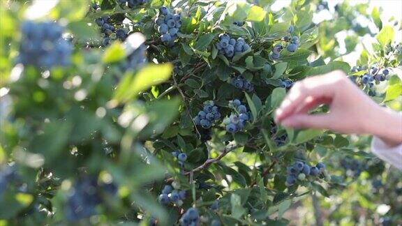 蓝莓农场的女工