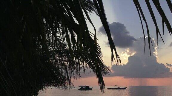 以天空和印度洋为背景的棕榈树马尔代夫的视频