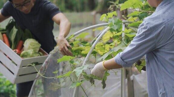 可持续的生活方式亚洲华人中年男子在后院的菜园向他的伴侣展示收获的本地农产品