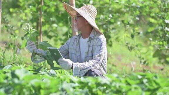 早上一位亚洲华人老人和他的儿子在有机农场里用电子平板电脑检查植物