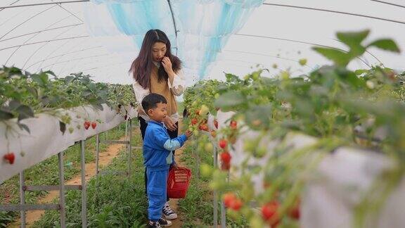 母亲带着儿子去摘草莓