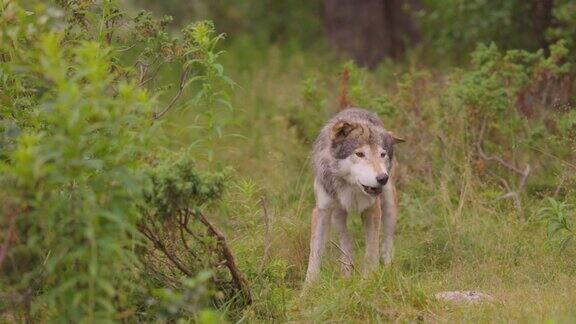 好奇的灰狼在森林里寻找和嗅着对手和危险