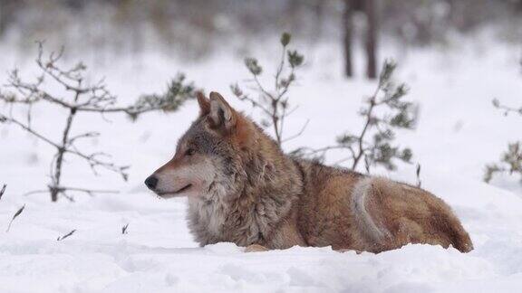 白俄罗斯两只狼和死去的马鹿在雪地和冬天的森林里奔跑