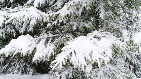 冬天喀尔巴阡的冷杉树在雪地里