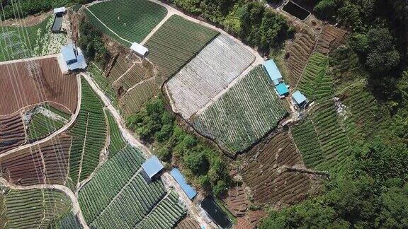 无人机直接俯瞰卡梅隆高地梯田种植园农场