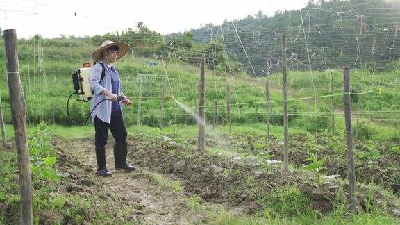 一位亚洲中国女农民在早上给她的农场浇水