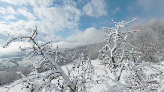 FPV无人机:第一场雪后山谷上白色草地上的雪苹果树