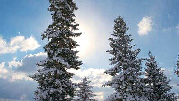 在寒冷明亮的日子里冬山森林里常绿的松树被刚落下的雪覆盖着