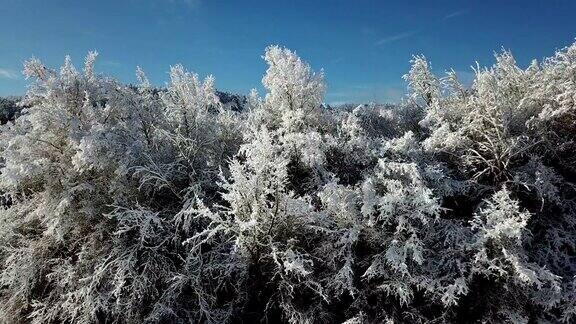 冬天的景色松树覆盖着雪