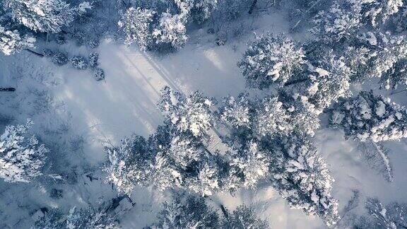 冬天森林里美丽的雪景飞过白雪覆盖的松树