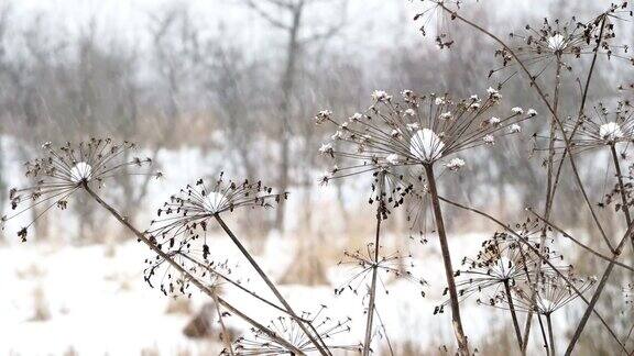 田野上下着大雪草地干枯冬季自然背景