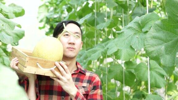 热情、严肃、坚定的年轻亚洲男性农民提着一篮子西瓜产品走在农田上