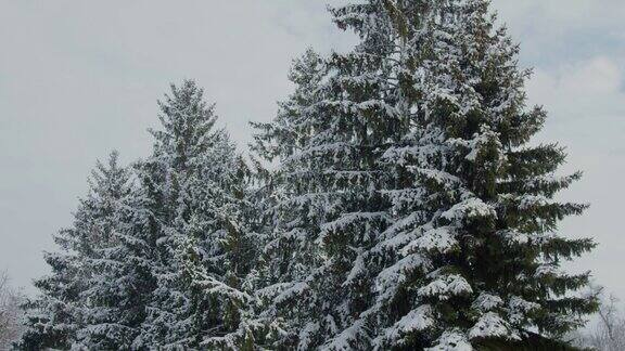 冬天的冷杉球果和积雪的冷杉树