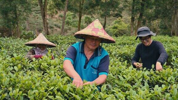 台湾亚洲农民家庭在自己的茶园里用手采摘乌龙茶叶家庭经营自己的小生意;他们是个体经营者