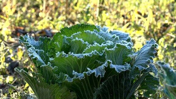 冻白菜植物覆盖着白色的冰晶特写镜头4k
