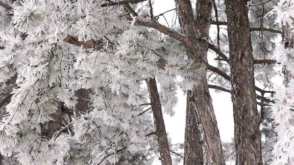 冬天公园里冰冻的树