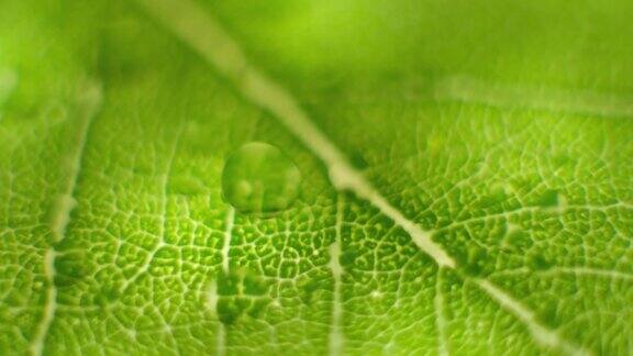 旋转微距镜头近距离聚焦在一片绿叶上