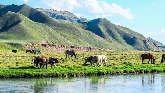 牛和马在河边的草地上吃草