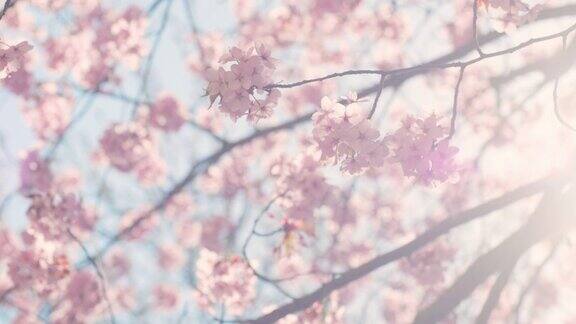 樱花树与蓝色的天空