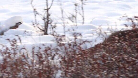 白俄罗斯两只狼和死去的马鹿在雪地和冬天的森林里奔跑