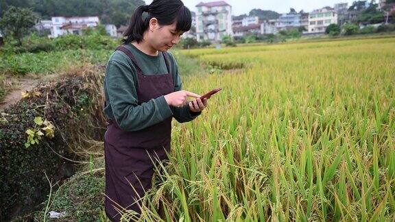 一位女农民用她的智能手机在农场工作