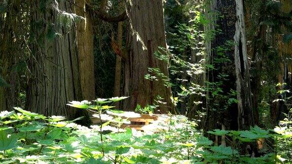 英国哥伦比亚乔治王子省公园一名女子徒步穿越古老的红杉