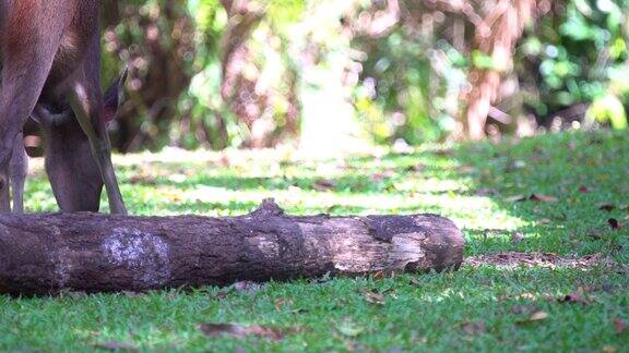 野生黑鹿在考埃国家公园吃草