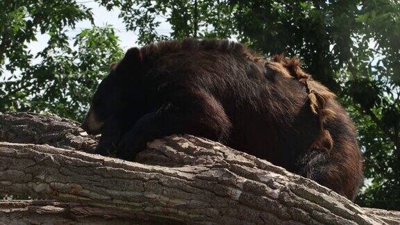 南达科他州的熊