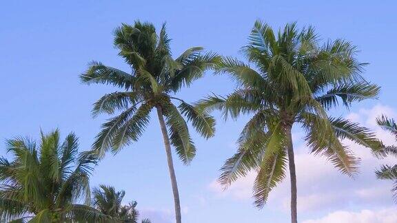多云天空背景上的一棵棕榈树