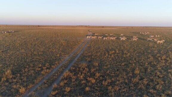在博茨瓦纳Makgadikgadi草原上一辆4x4旅游狩猎车的鸟瞰图看着斑马的迁徙
