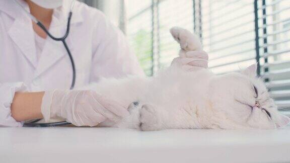 亚洲兽医在兽医诊所预约时为猫检查在宠物医院专业的女兽医站在检查台用听诊器工作检查小动物小猫