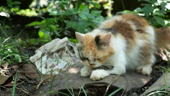 院子里可爱的白花猫自然界的黑橙猫