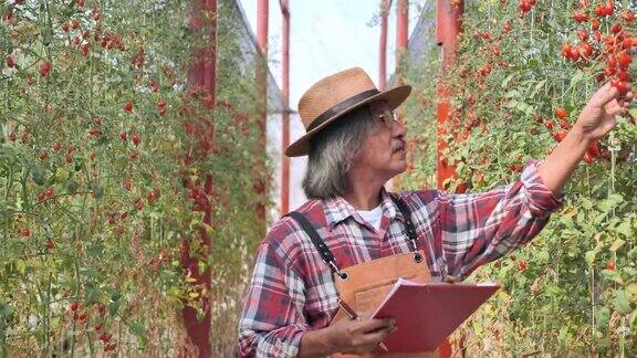 农民在温室里收获西红柿