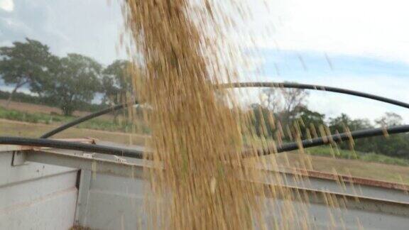 联合收割机将收获的大豆转移到拖拉机上以4K的速度运输