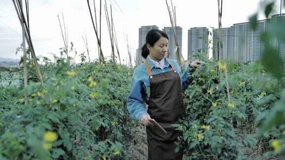 现代农场农民用平板电脑检查番茄生长