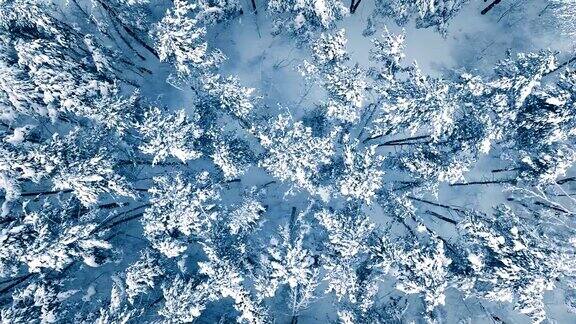 森林里白雪皑皑的树枝冬天的童话背景